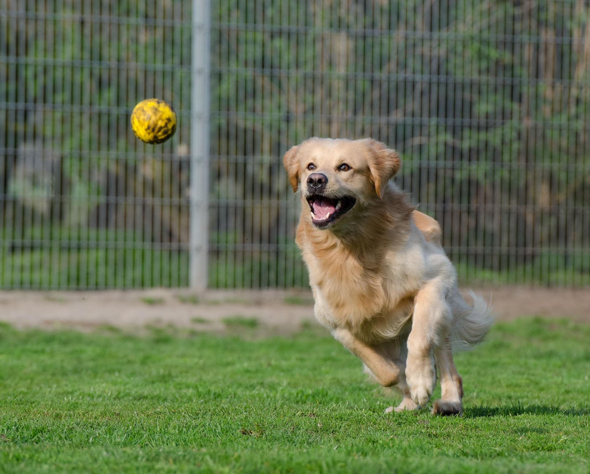 A dog is chasing a yellow ball on the green grass.