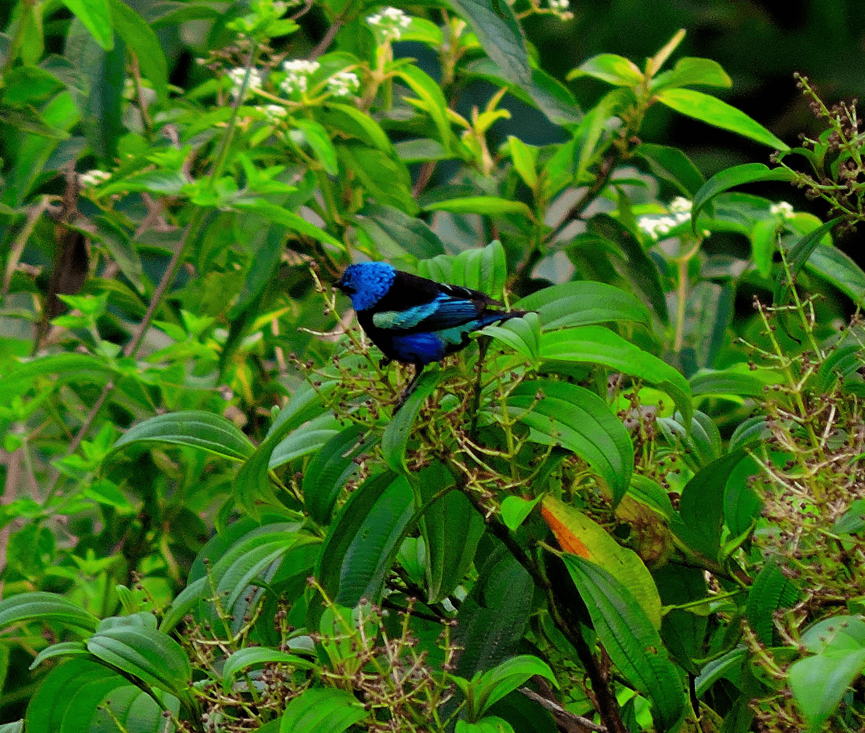 Dacnis Azul y Negra