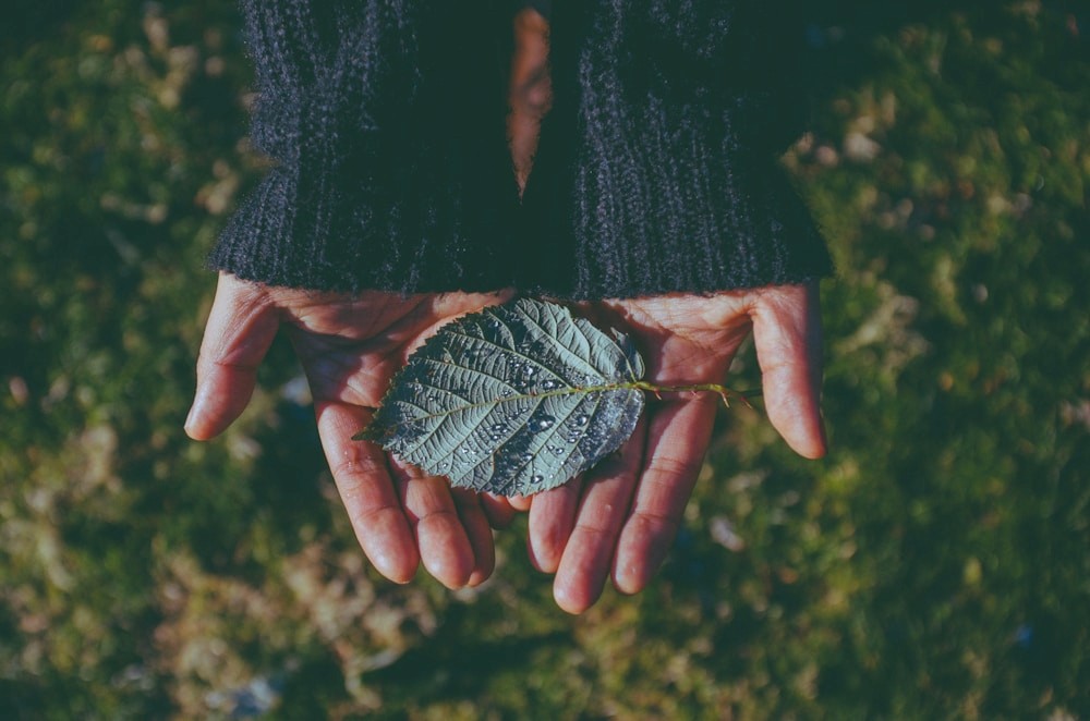 Hands holding a leaf