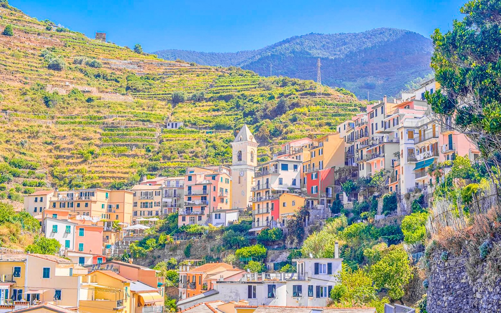 Farverig landsby på bakkerne i Cinque Terre med terrasseopdelte vinmarker og et kirketårn.