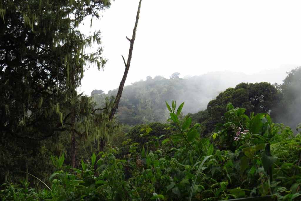 Rainforest, Kilimanjaro