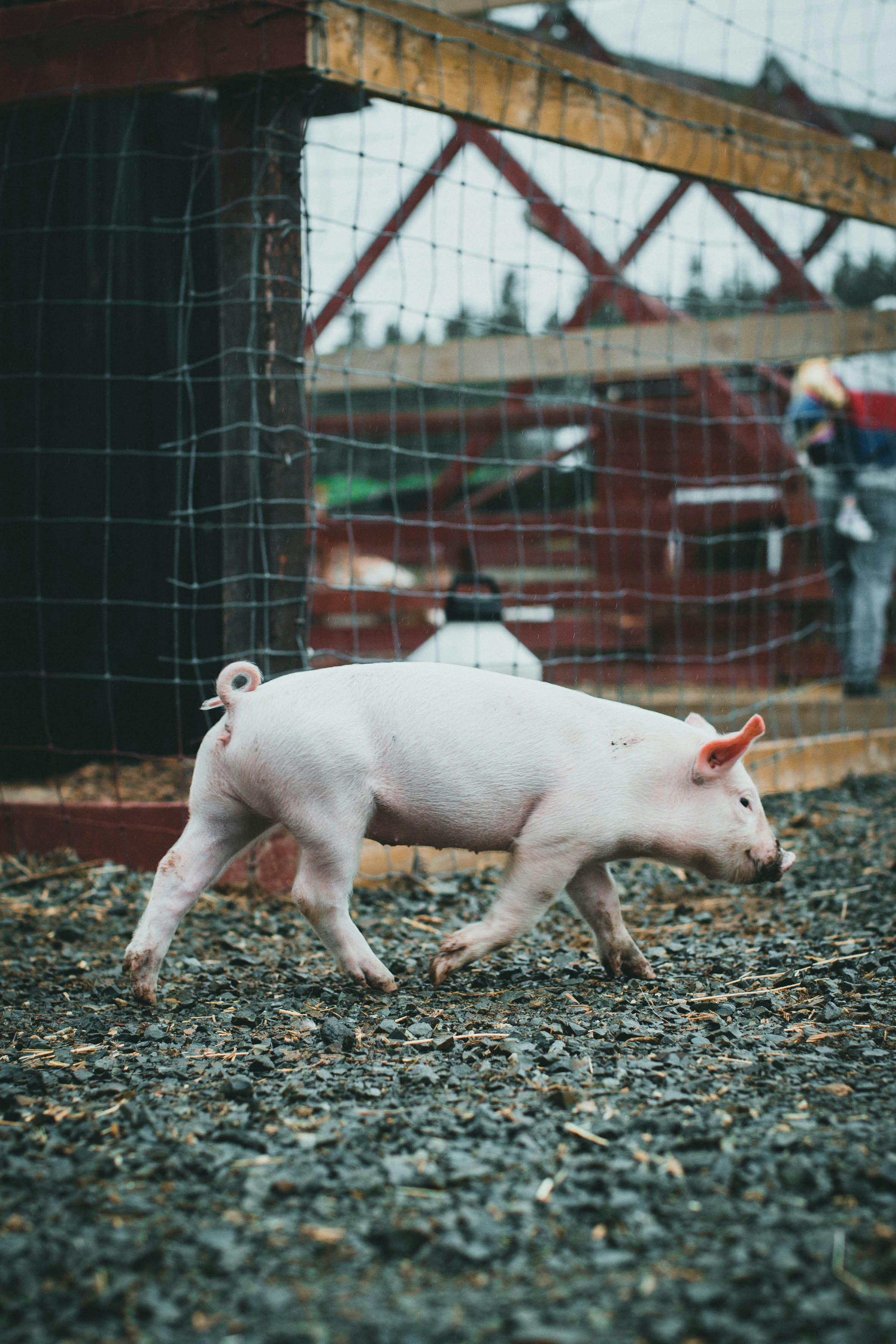 white pig on brown soil