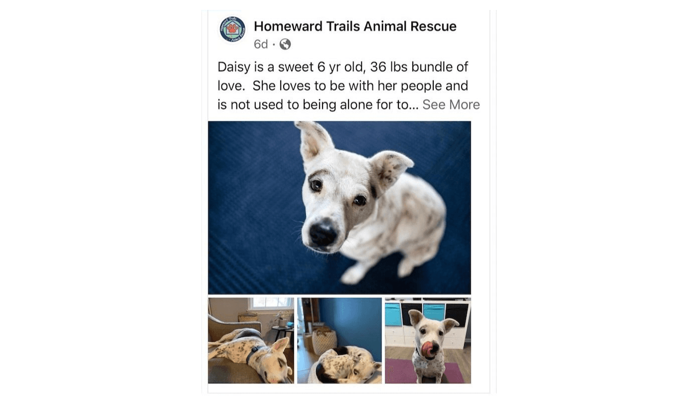 Daisy the dog needs foster care