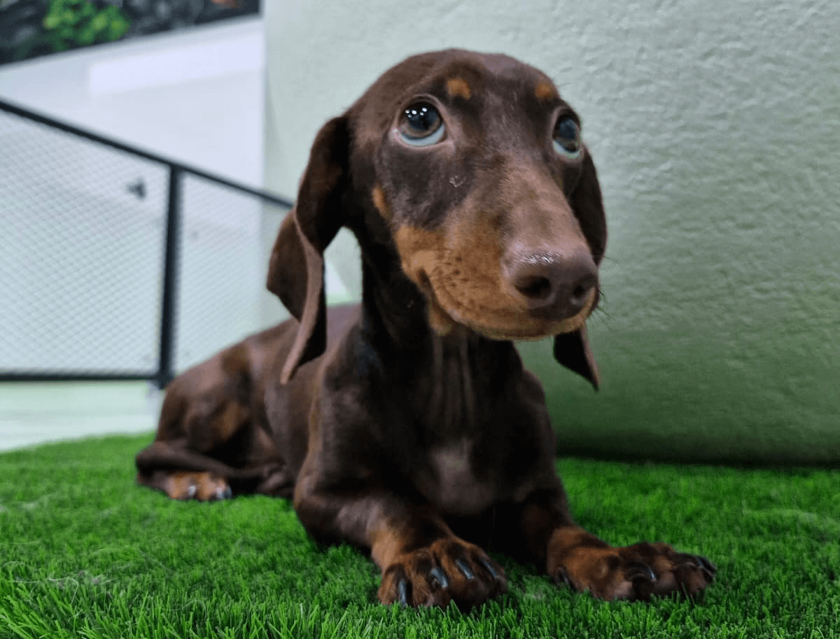 A dachshund resting on artificial grass, looking relaxed after receiving a pet vaccination.