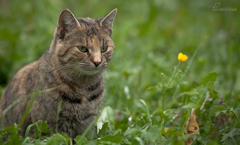 Ein Bild einer Katze in einer Wiese