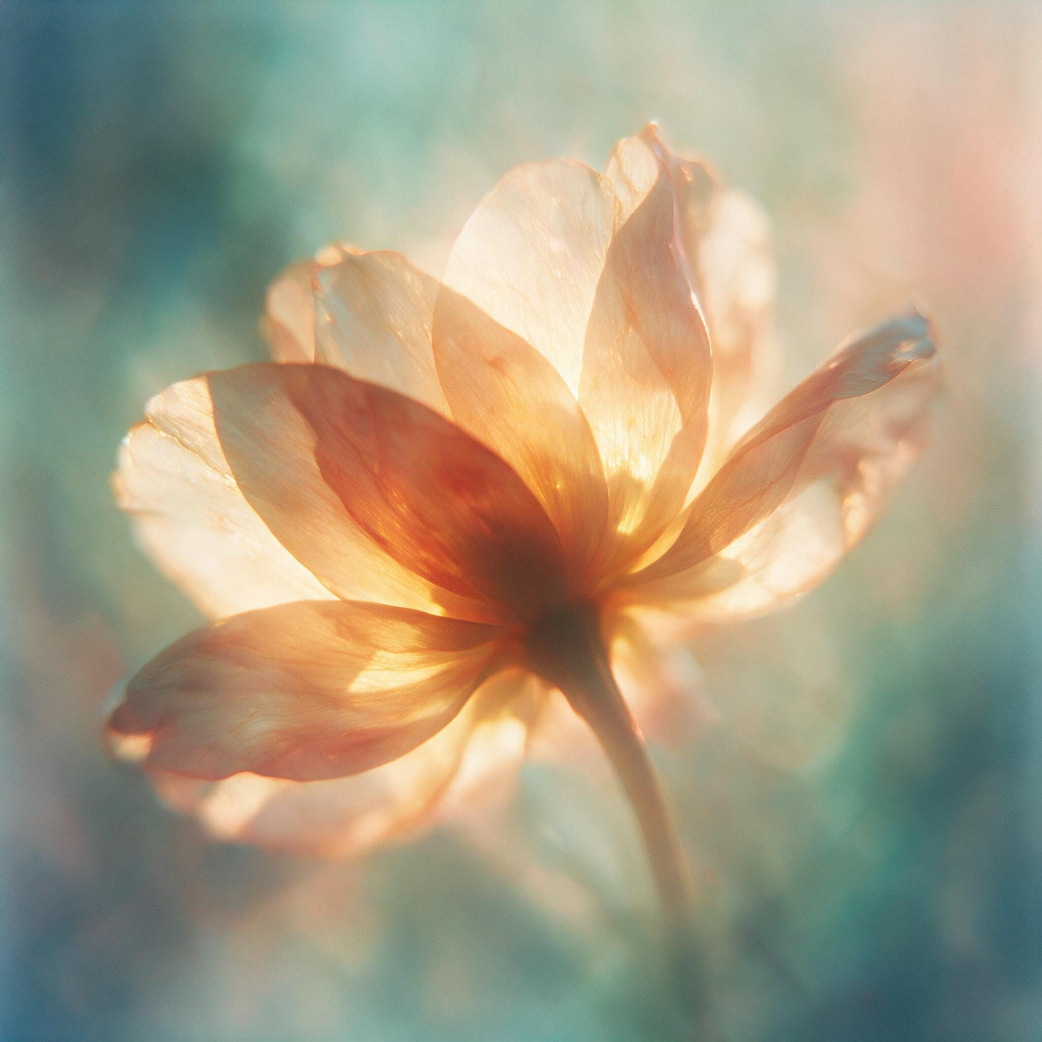 Parallax Image