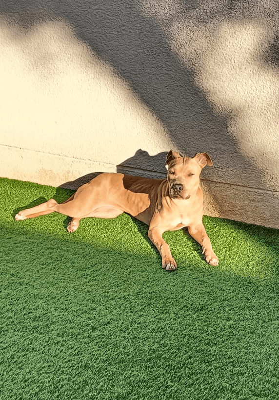 5 star review of doggy doggy home boarding in dubai