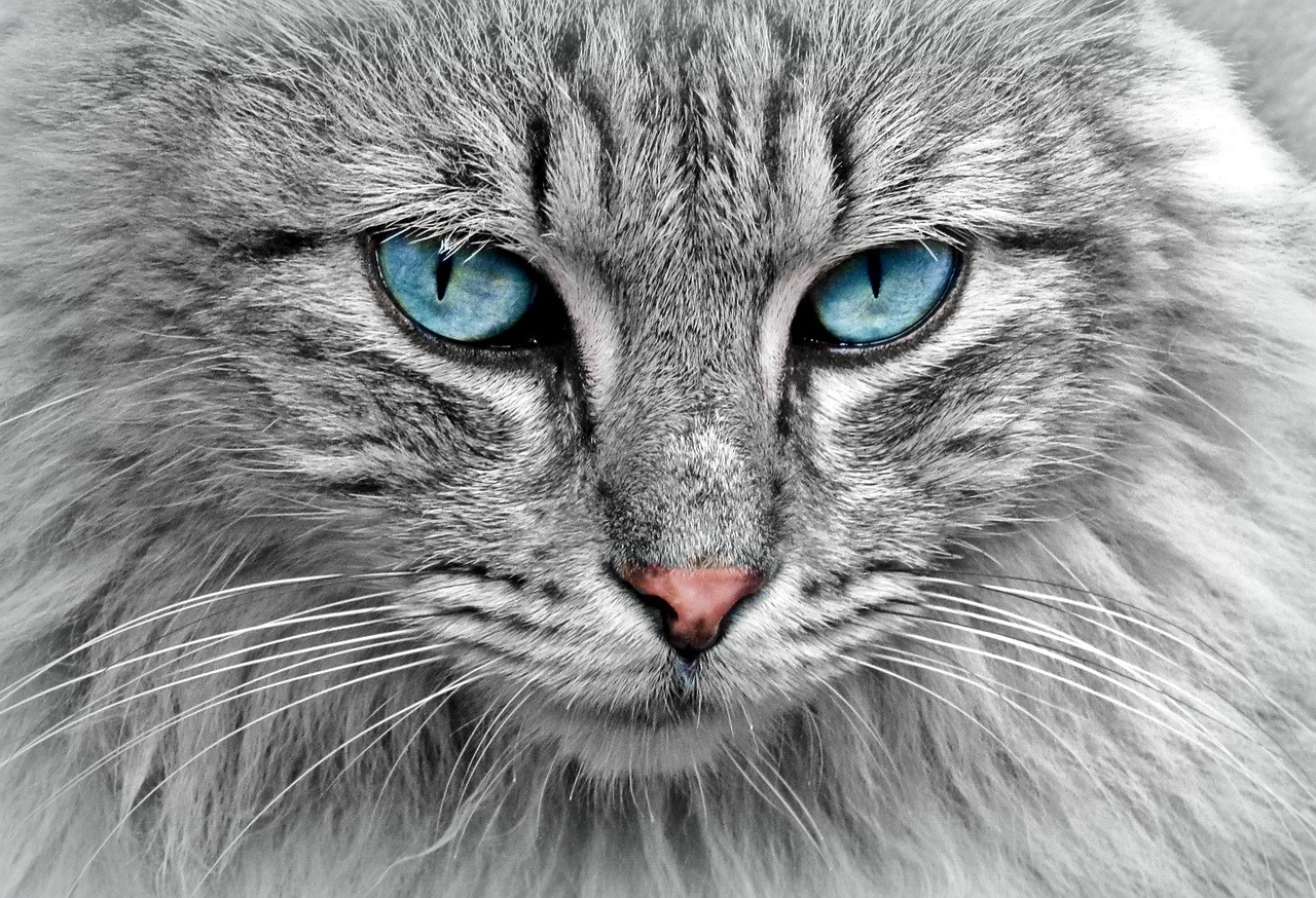 Grey cat staring with blue eyes