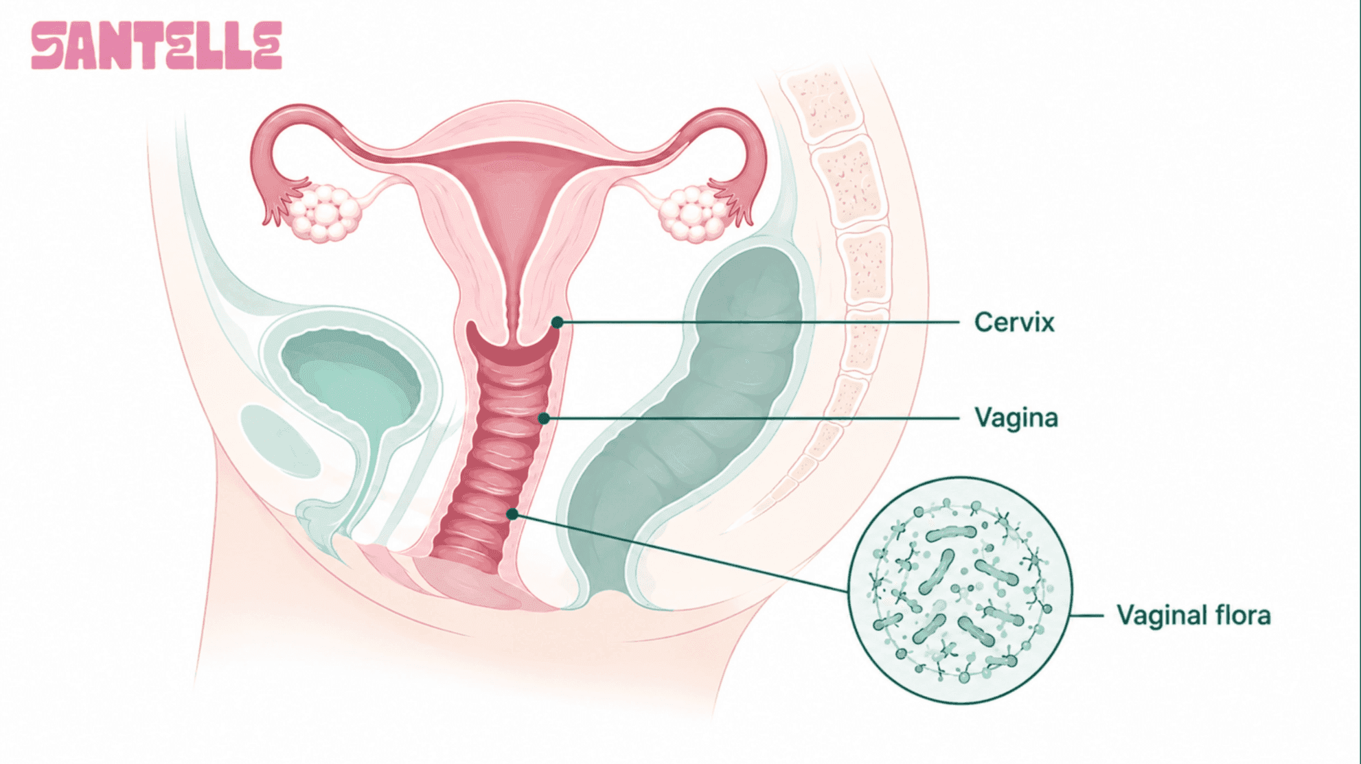 How does a vaginal yeast infection start