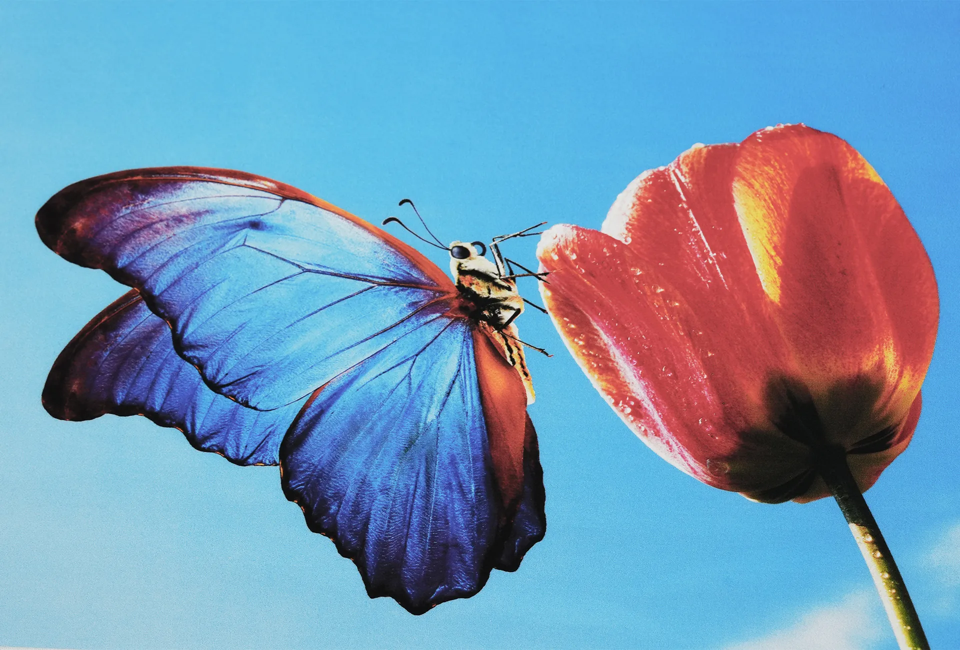 A comparison sample of a butterfly print from a standard DTF printer, showing duller colors and less defined details compared to high-end models.