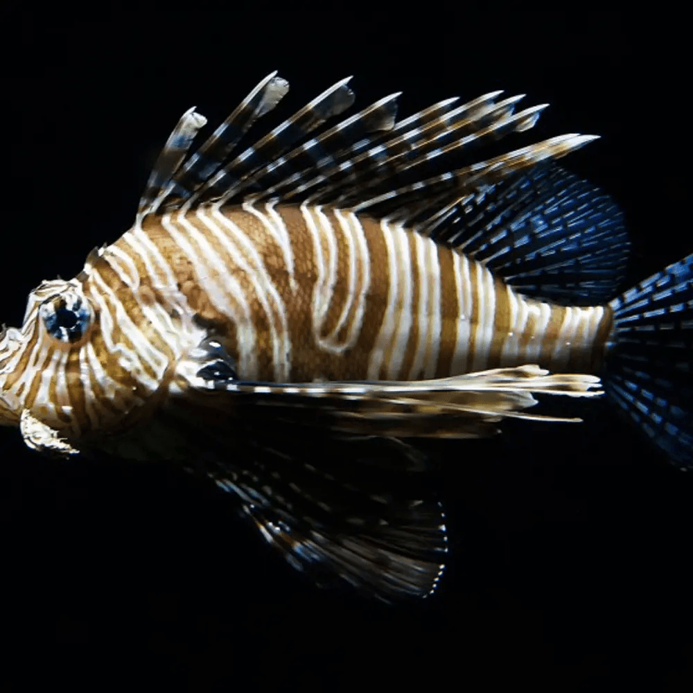 Lion Fish Swimming
