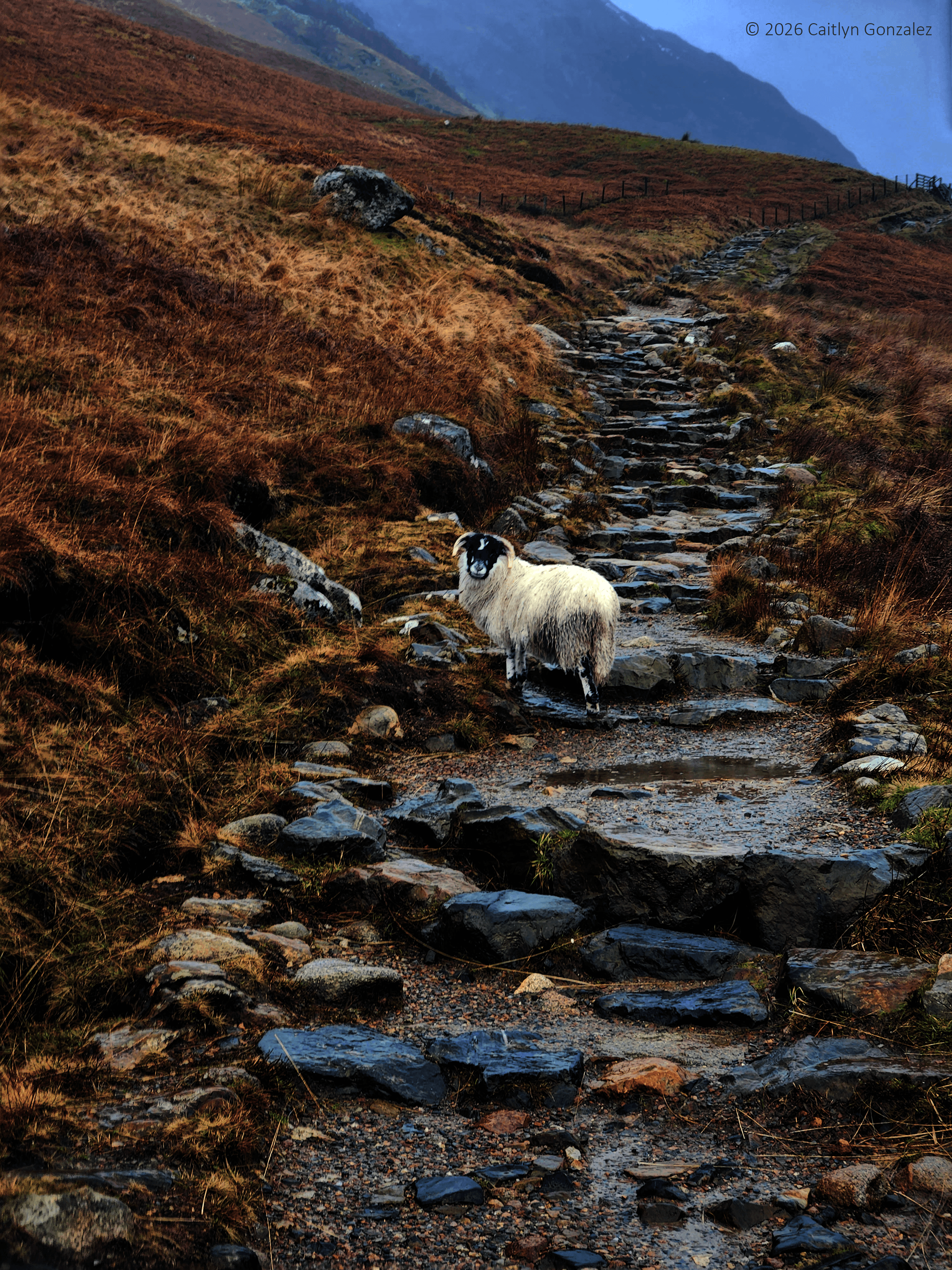 Ram on a dreary day standing in the middle of a rocky path going up a hill.