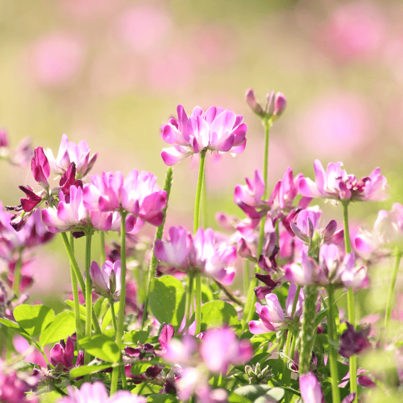 Astragalus flowers on sunny day