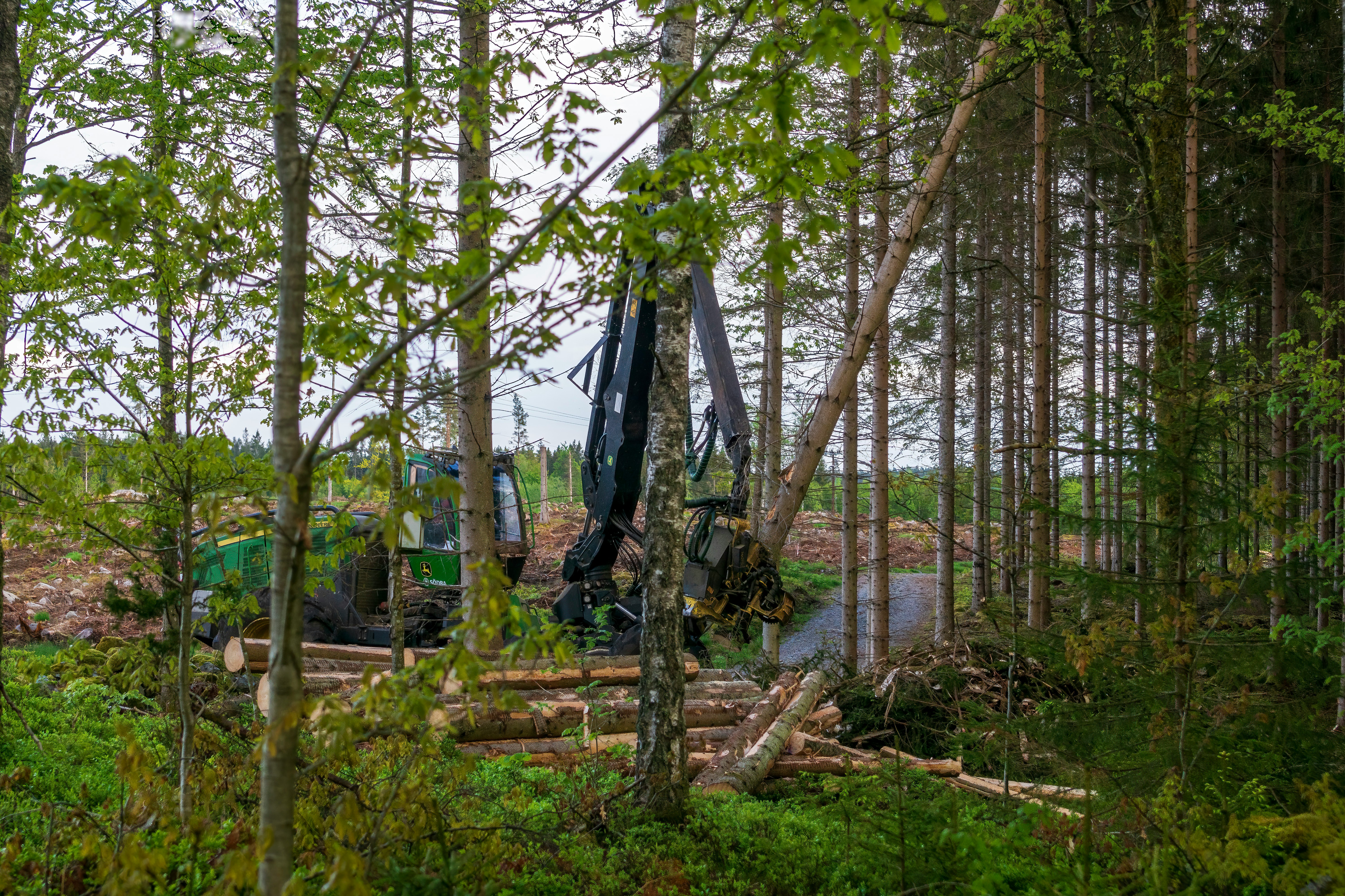Forestry machine harvesting logs in a dense forest.