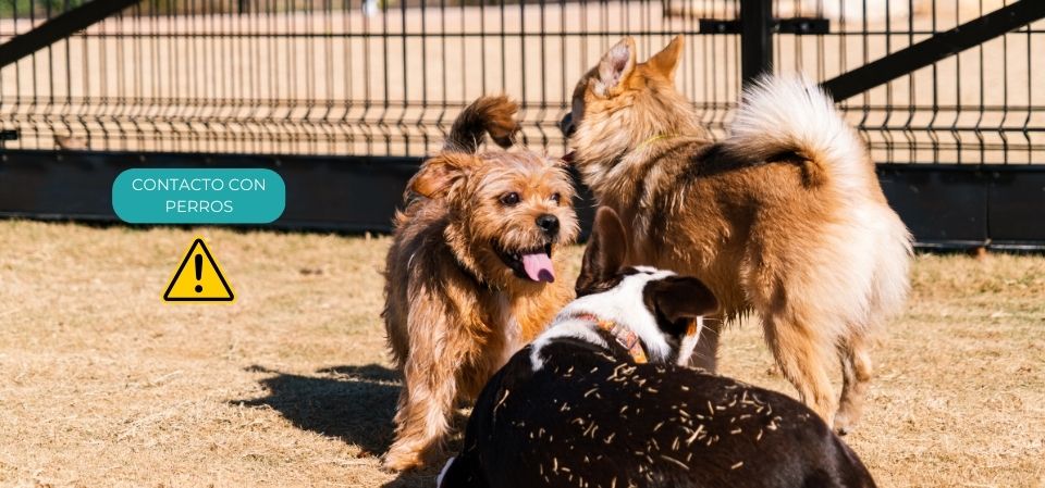 perro parque