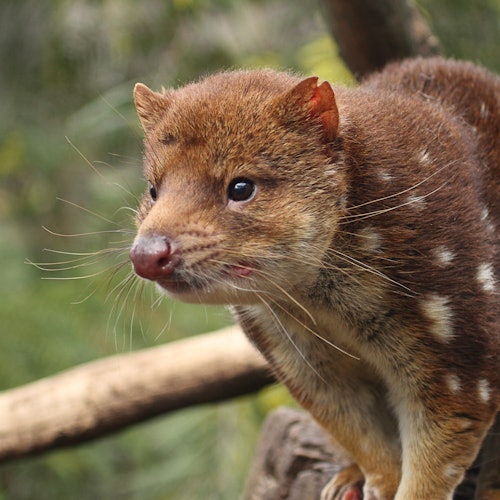 Feeding Frenzy Tour at Bonorong Wildlife Sanctuary