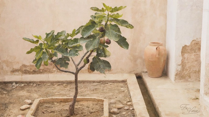 Sacred artwork by Faith and Verse.Sacred artwork by Faith and Verse. © Faith and Verse, 2026. All rights reserved. A tended fig tree bearing fruit in an Andalusian courtyard with irrigation channel and amphora, Córdoba, al-Andalus, 9th century.