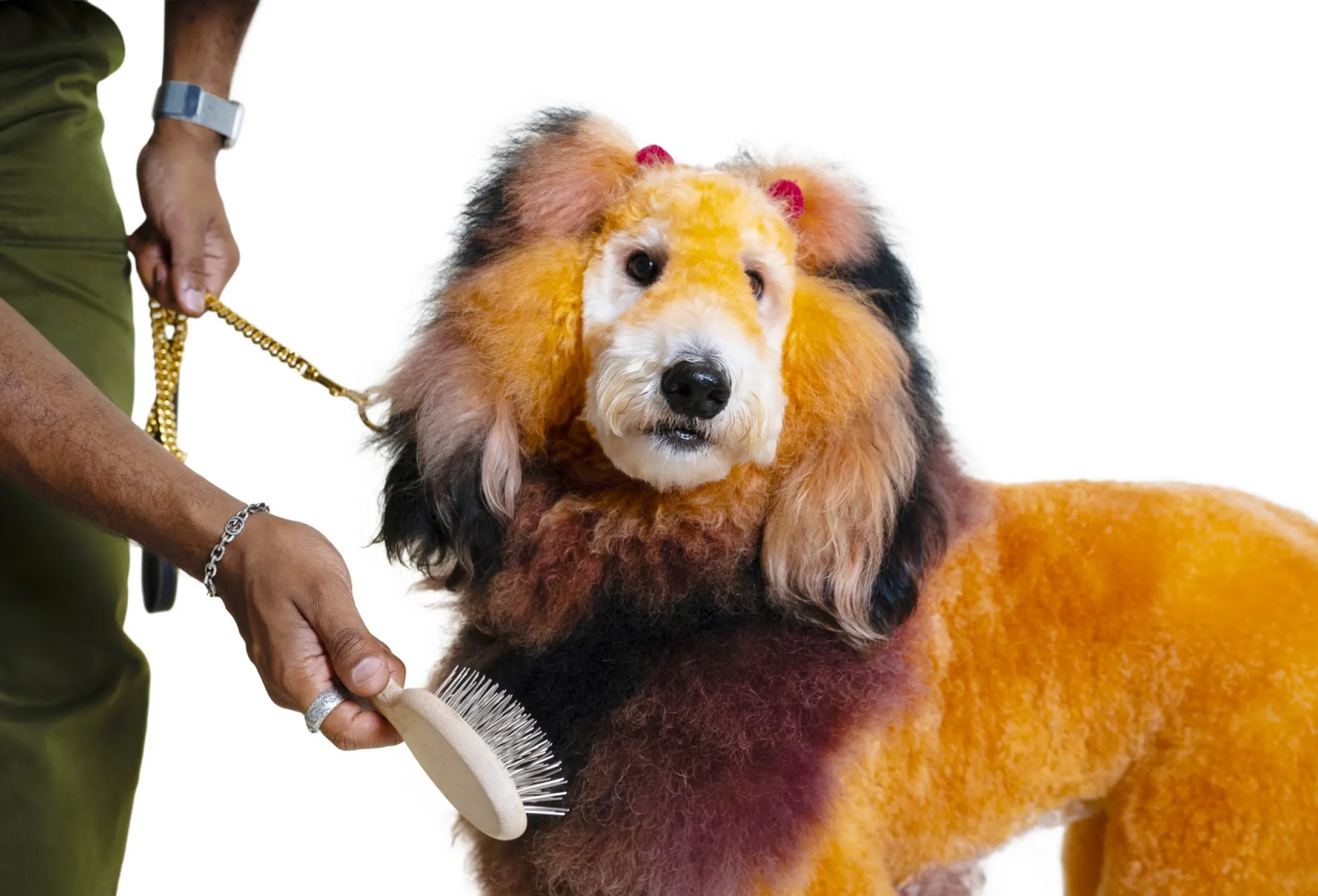 Groomer brushing a dog with orange-and-brown lion-inspired creative styling.