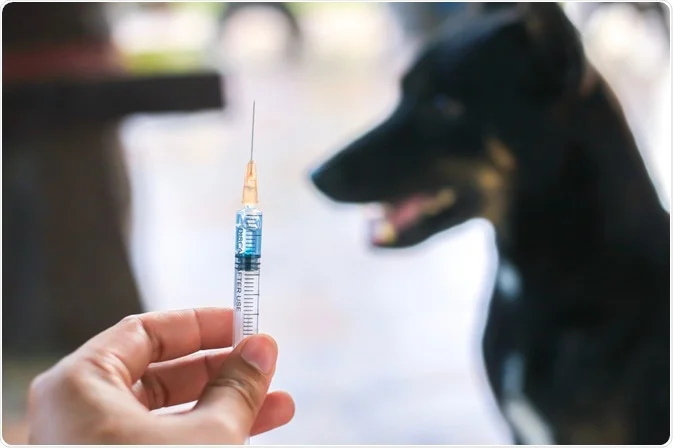 Rabies Injection with dog in the background