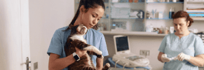Pets: Pet Emergency