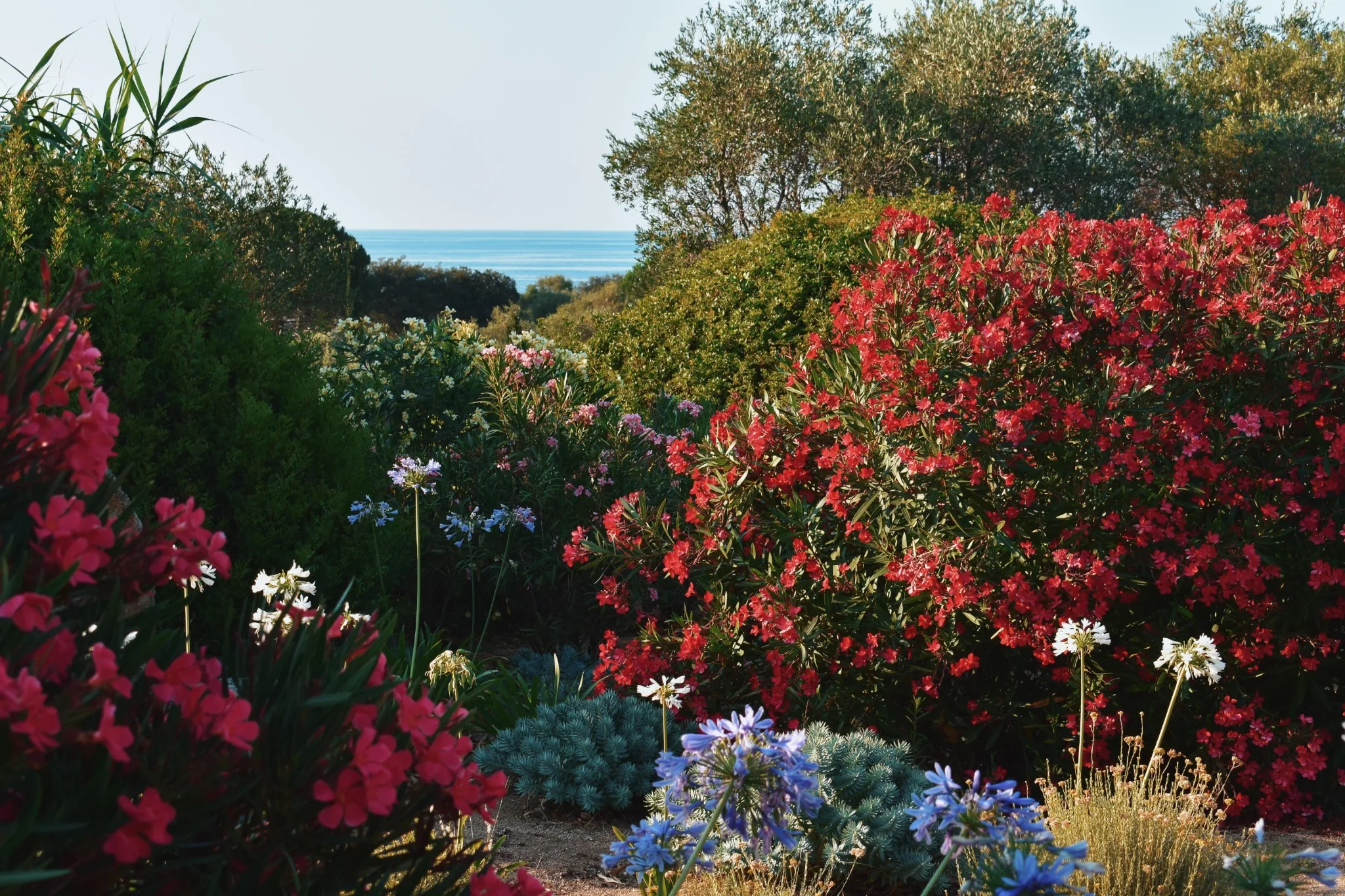 Jardin méditerranéen fleuri de lauriers-roses et d’agapanthes avec la mer à l’horizon.