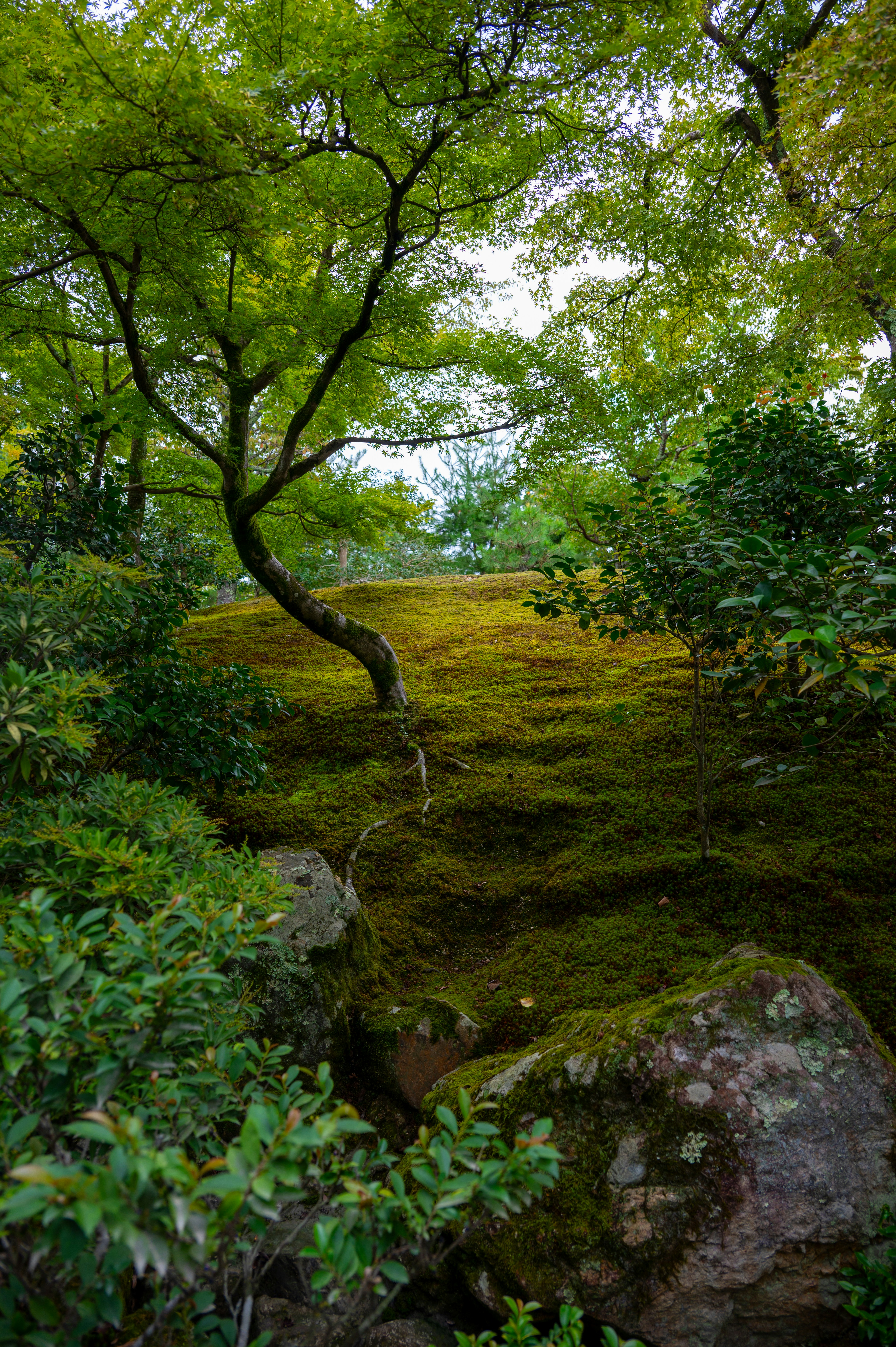 Beautiful Kyoto garden