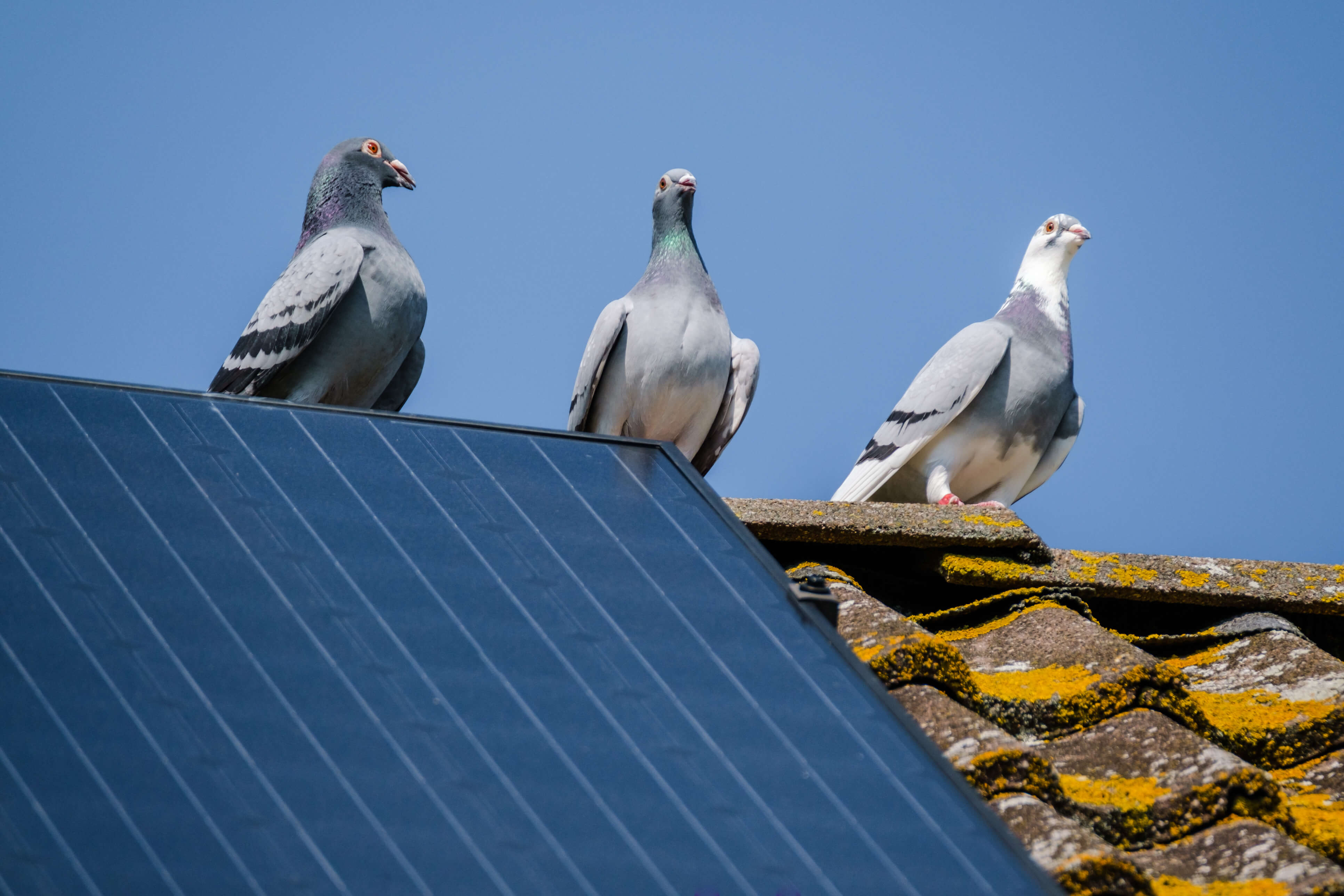 CA Solar Wash bird proofing for solar panels in Fresno and Clovis CA