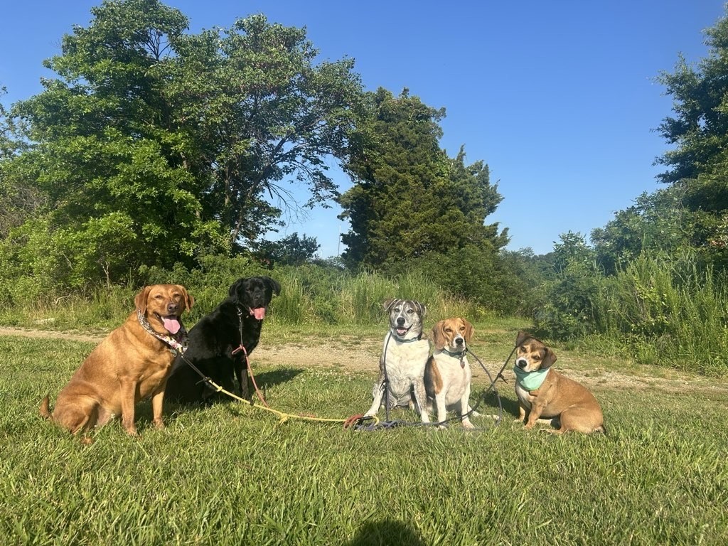 Five dogs of various sizes sitting together on grass during a dog walking Maryland pack adventure