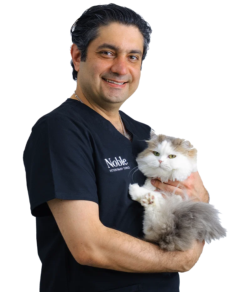 Get the best Vet care for your pet