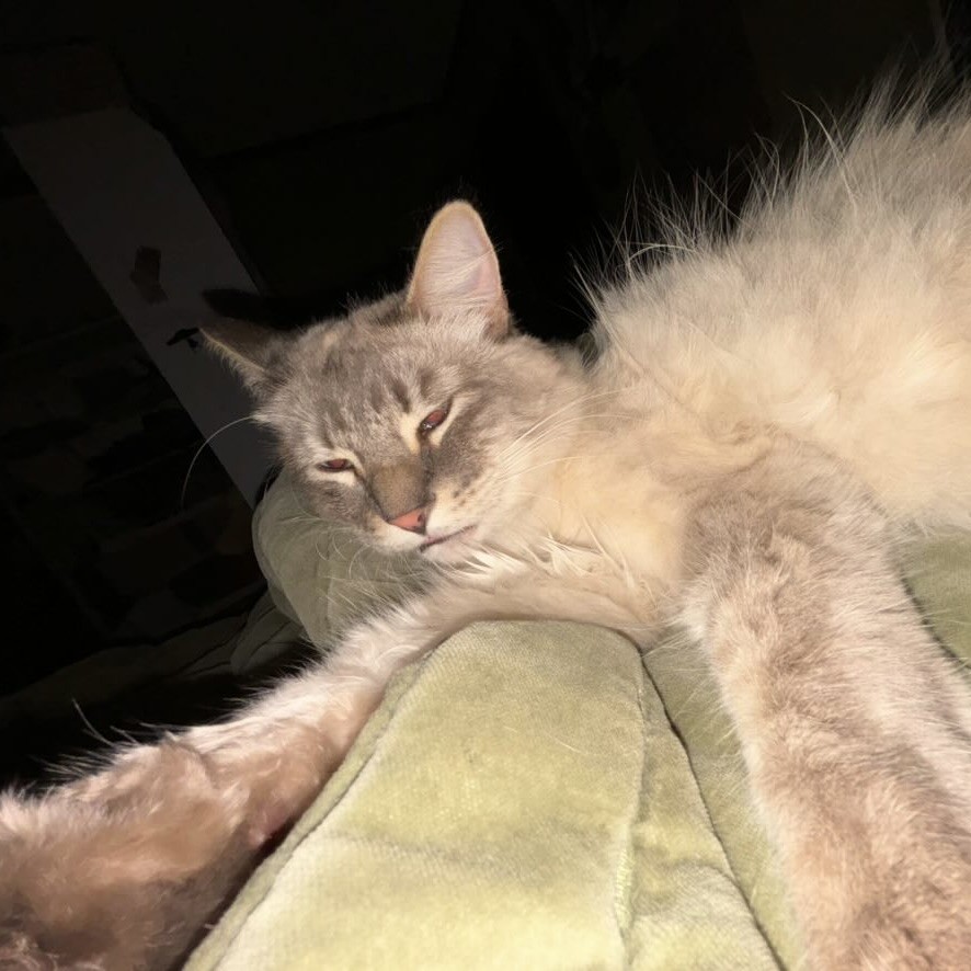 tired cat lying down, cute relaxed cat, funny sleepy cat