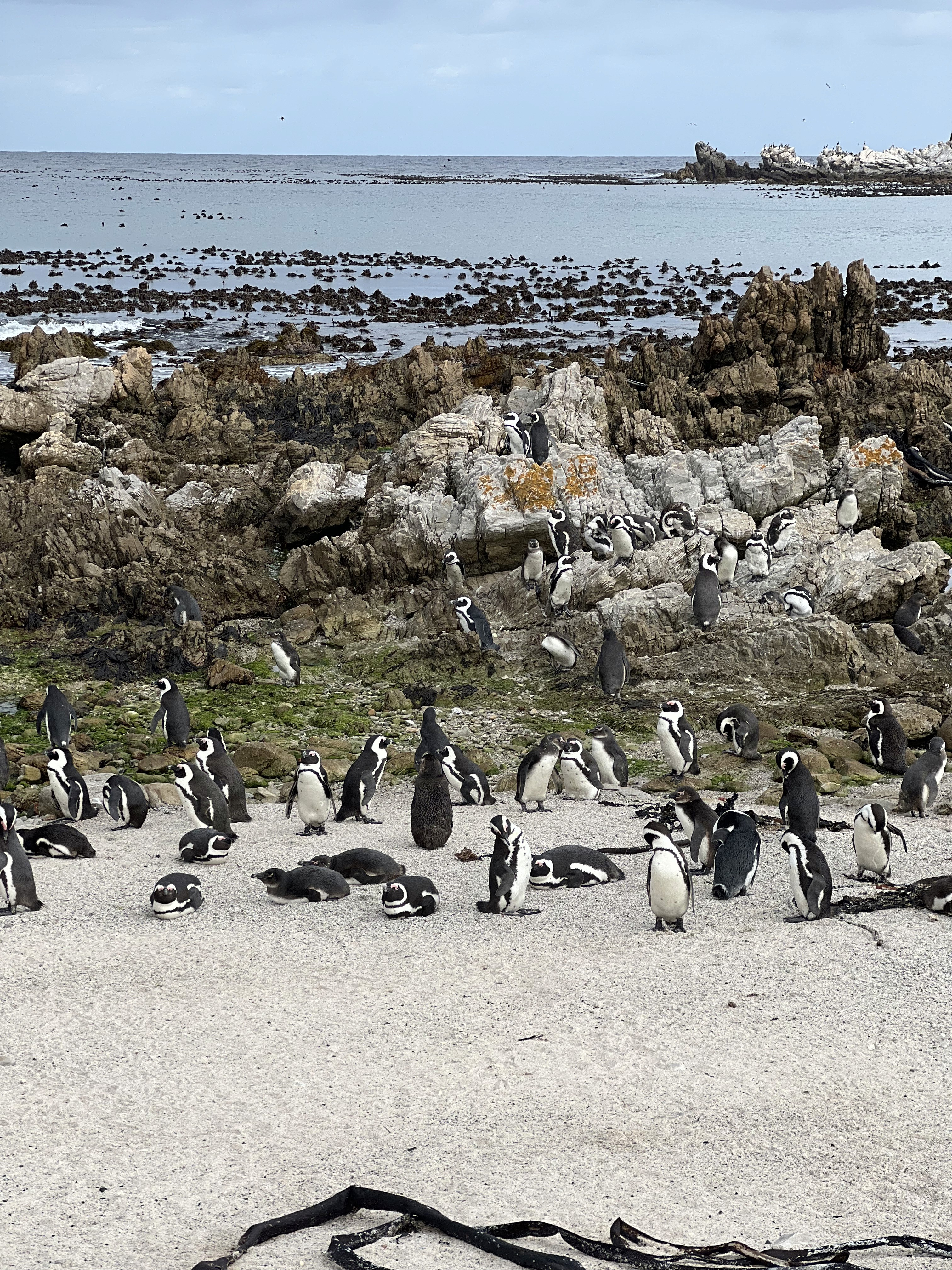 A colony of African Penguins congregated on the sand and rocks in Stony Point Nature Reserve.