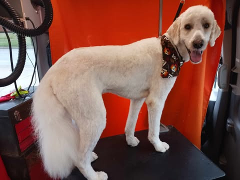 Extra Large Dogs Grooming Gallery Of Photos - Wags To Riches Dog Grooming