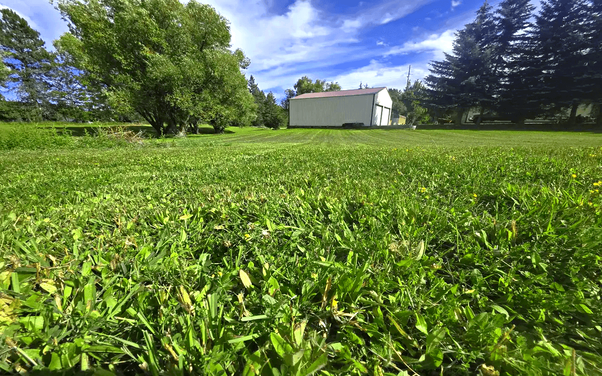 Freshly maintained green lawn with mature trees