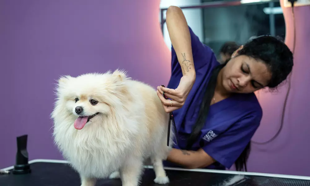 Paw Street - From AED69 - Dubai | Groupon