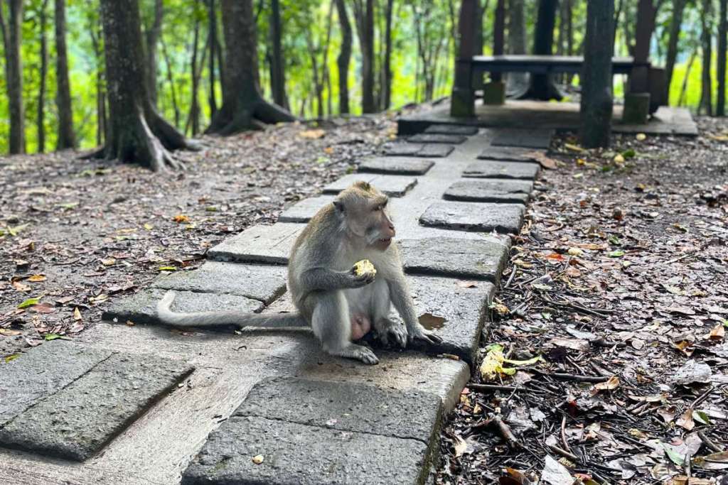 Monkey in Ubud sacred monkey forest