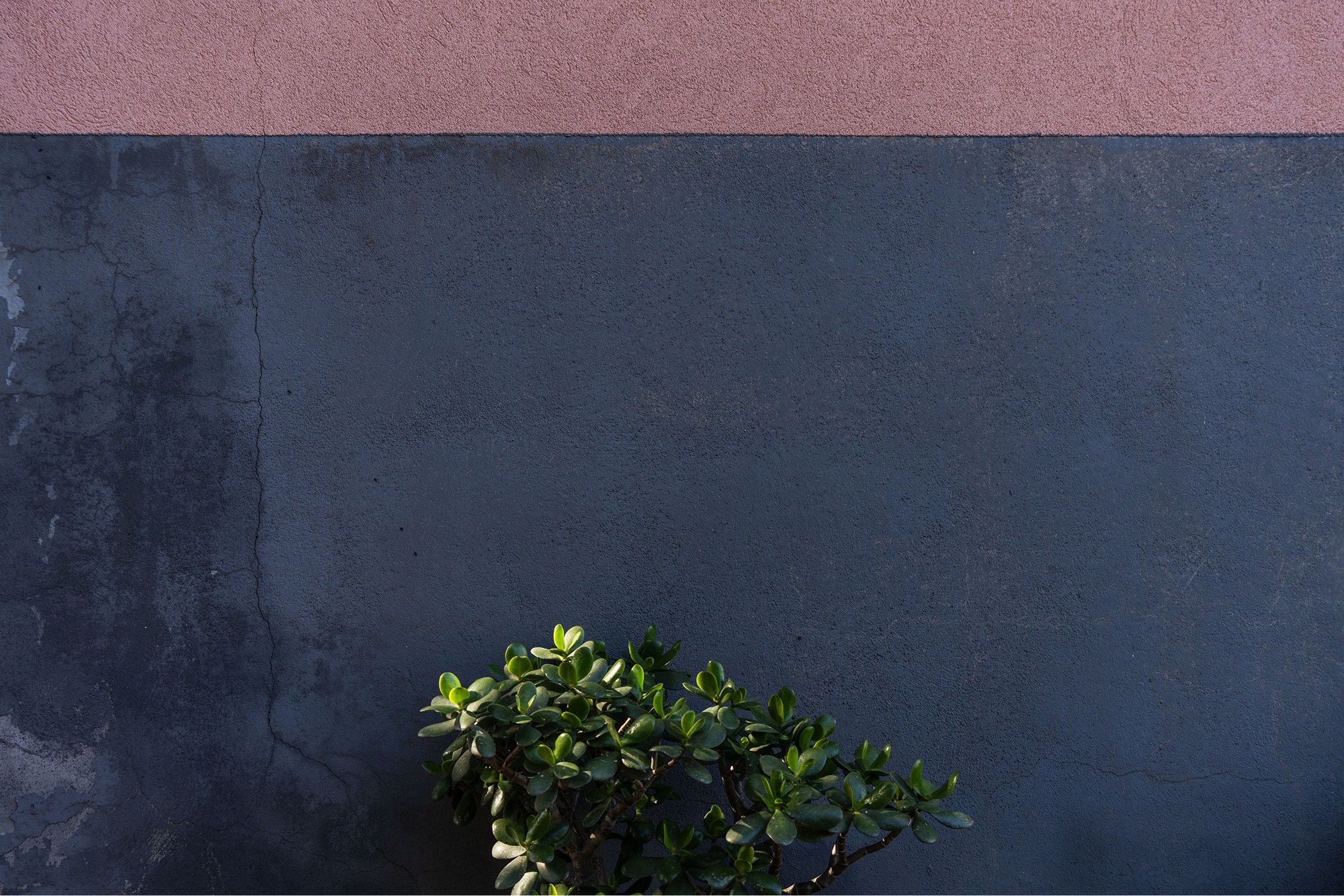 A lush green potted plant stands out against a textured dark gray wall with a contrasting pink band at the top, creating a striking visual contrast in an urban setting.