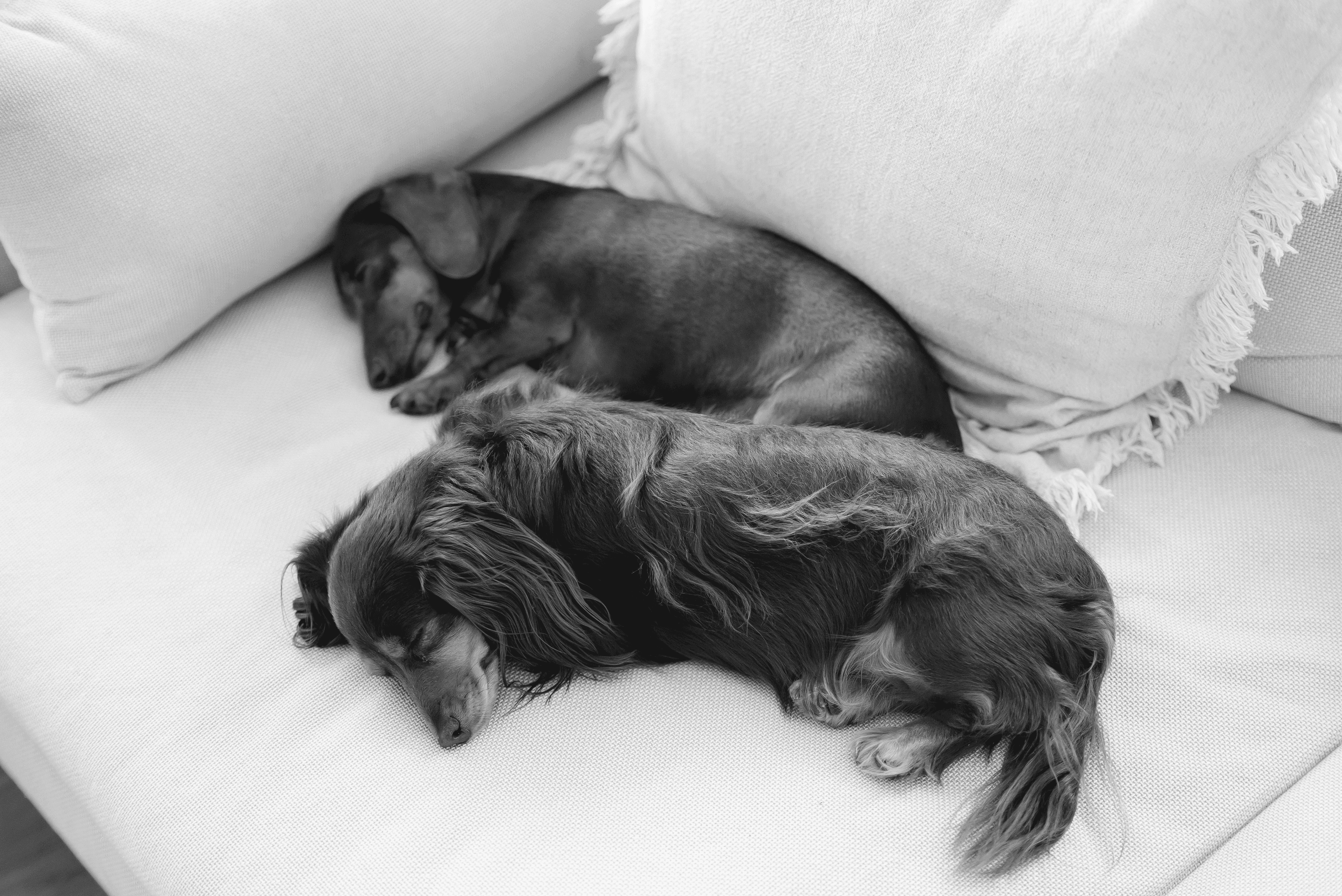 Dachshund Therapy Dog Therapy