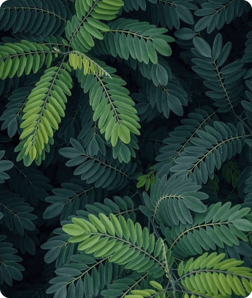 Close-up of green fern leaves with overlapping patterns.