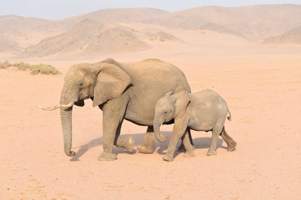 Desert elephants in Damaraland, Namibia
