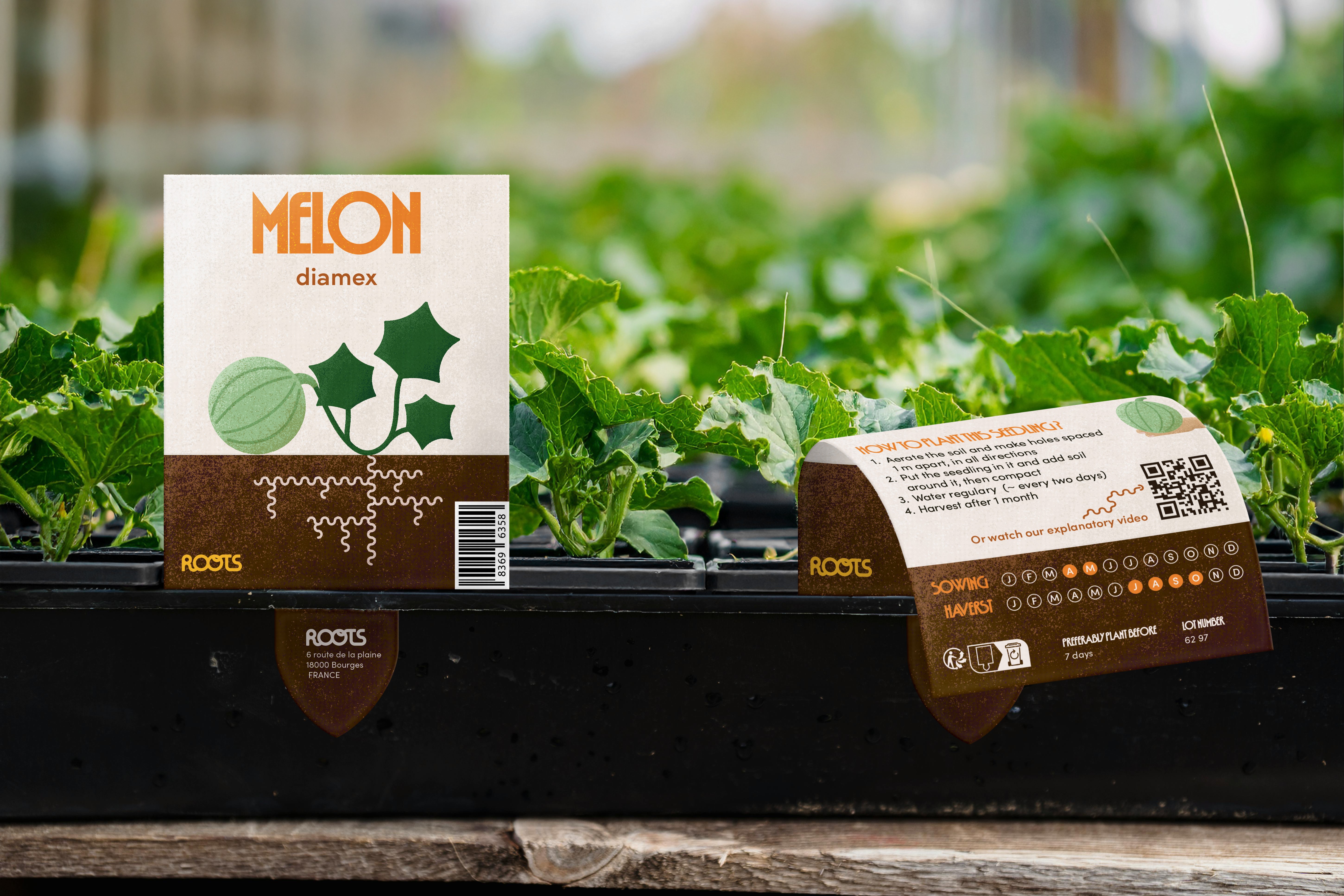 Plants de melon avec leur étiquette