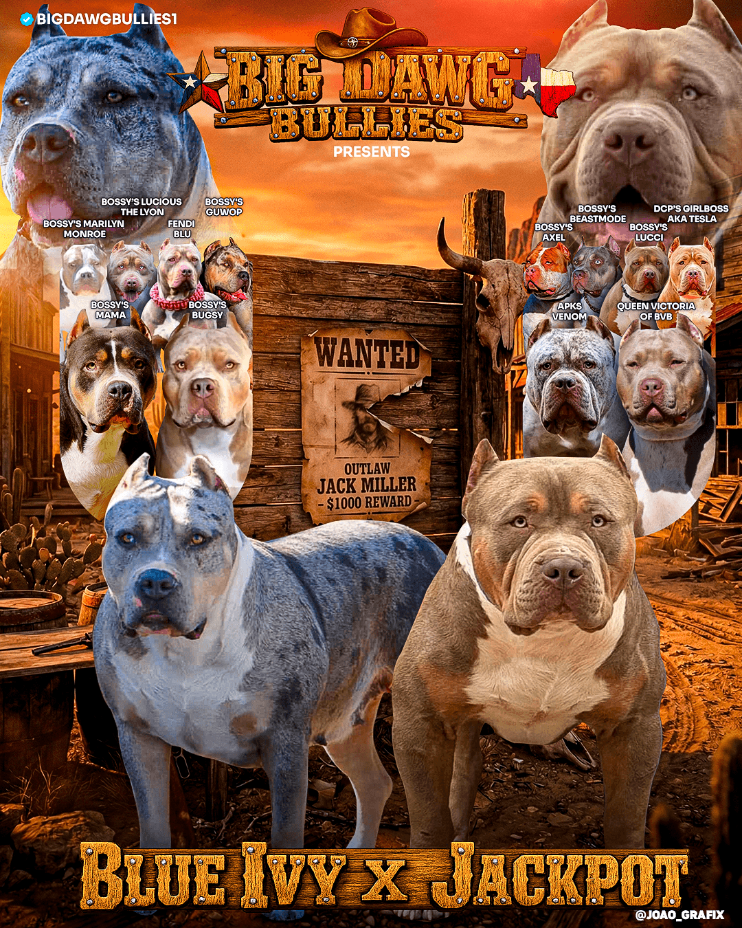 American Bully XL Puppies for Sale