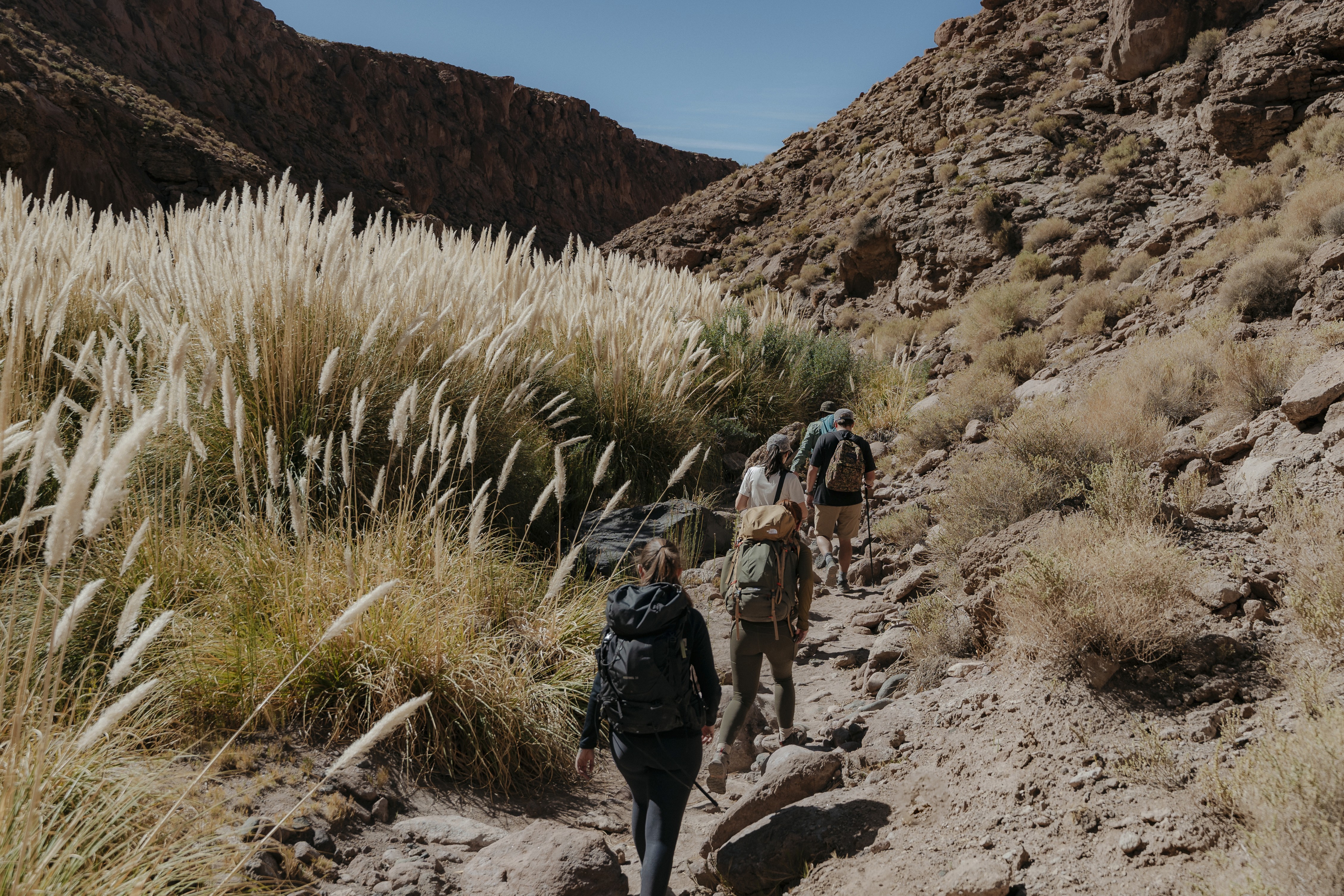 animal running on field