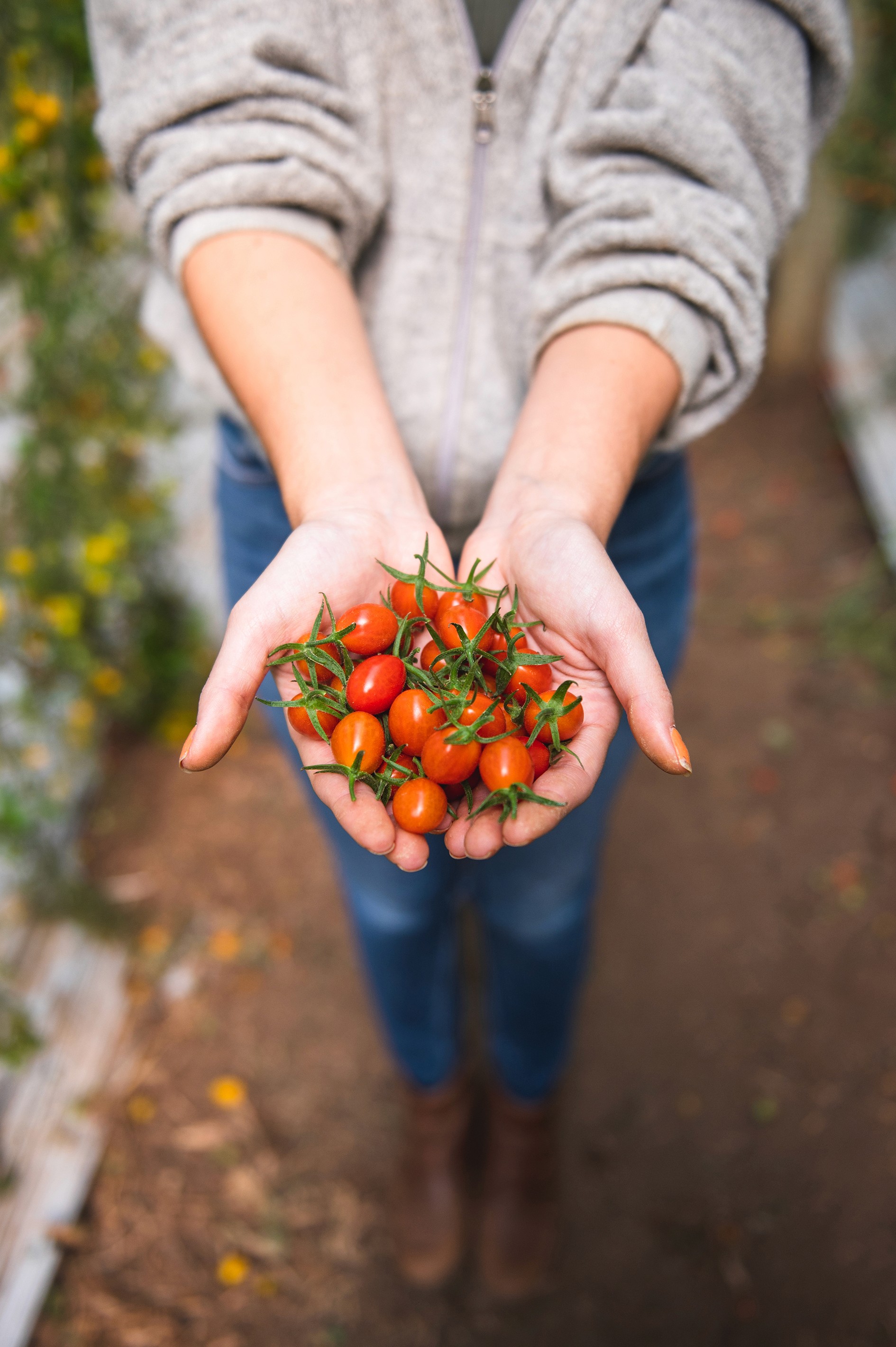Foto de Tomates
