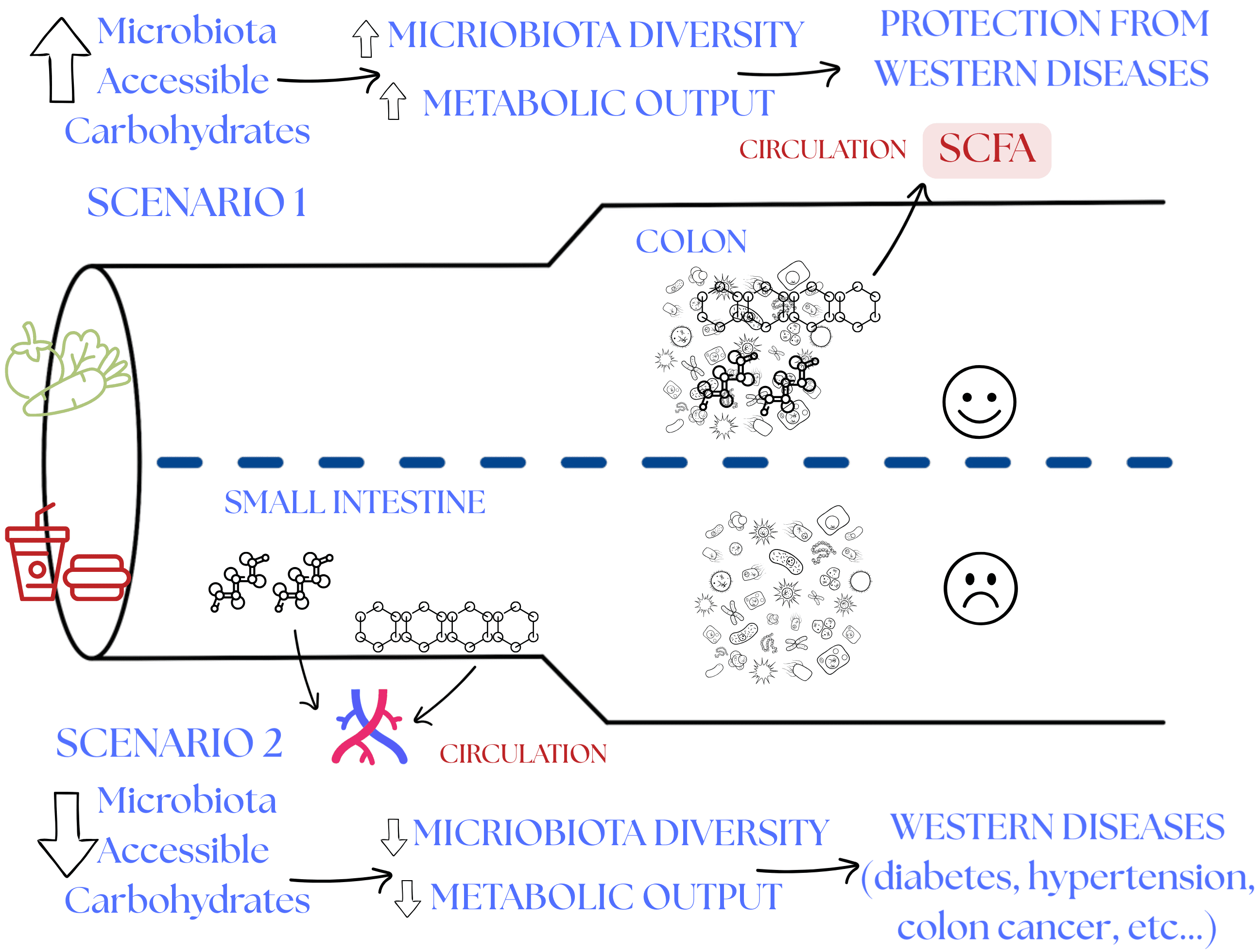 How different foods affect our microbiome, especially fiber and processed foods. This figure has been modified by me. See original in Nature 472, 57-63 (2011).