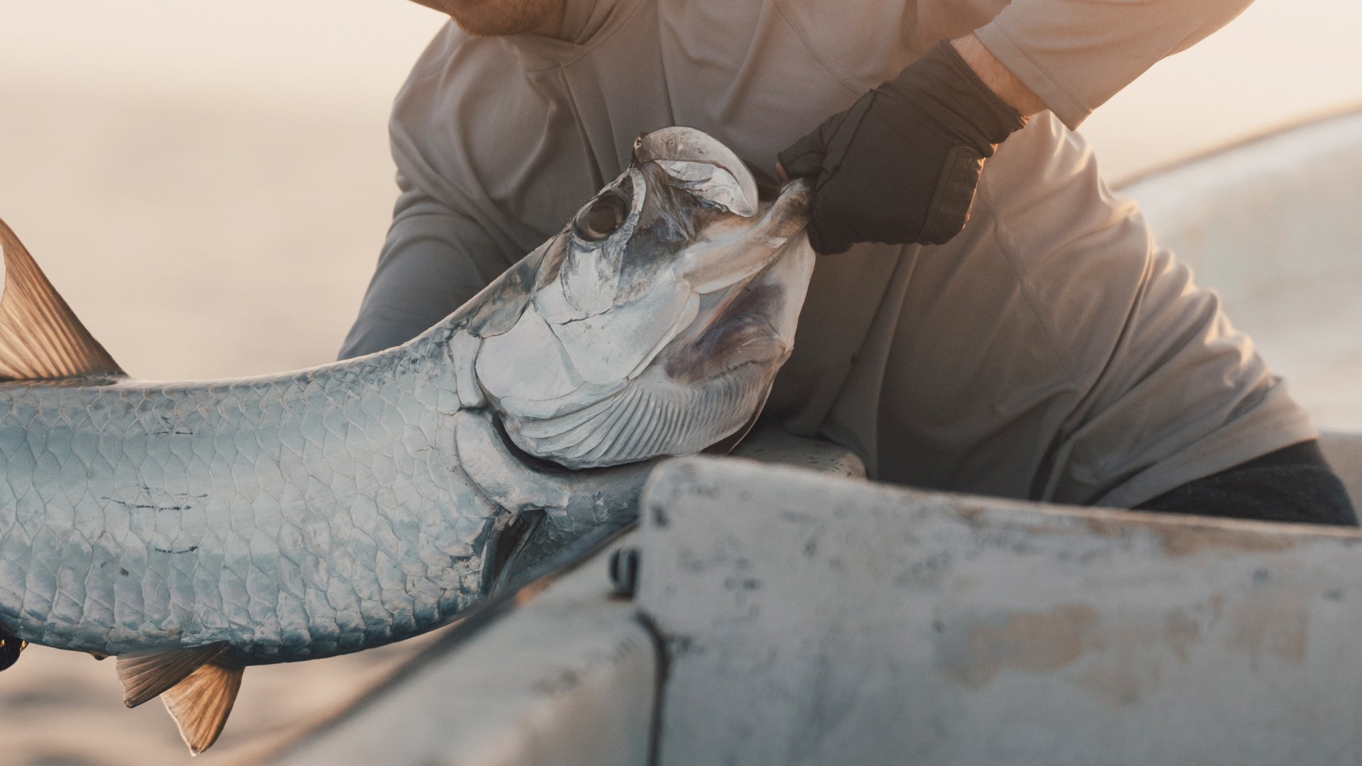 Semi closeup of a person holding a big tarpon on a skiff during golden hour