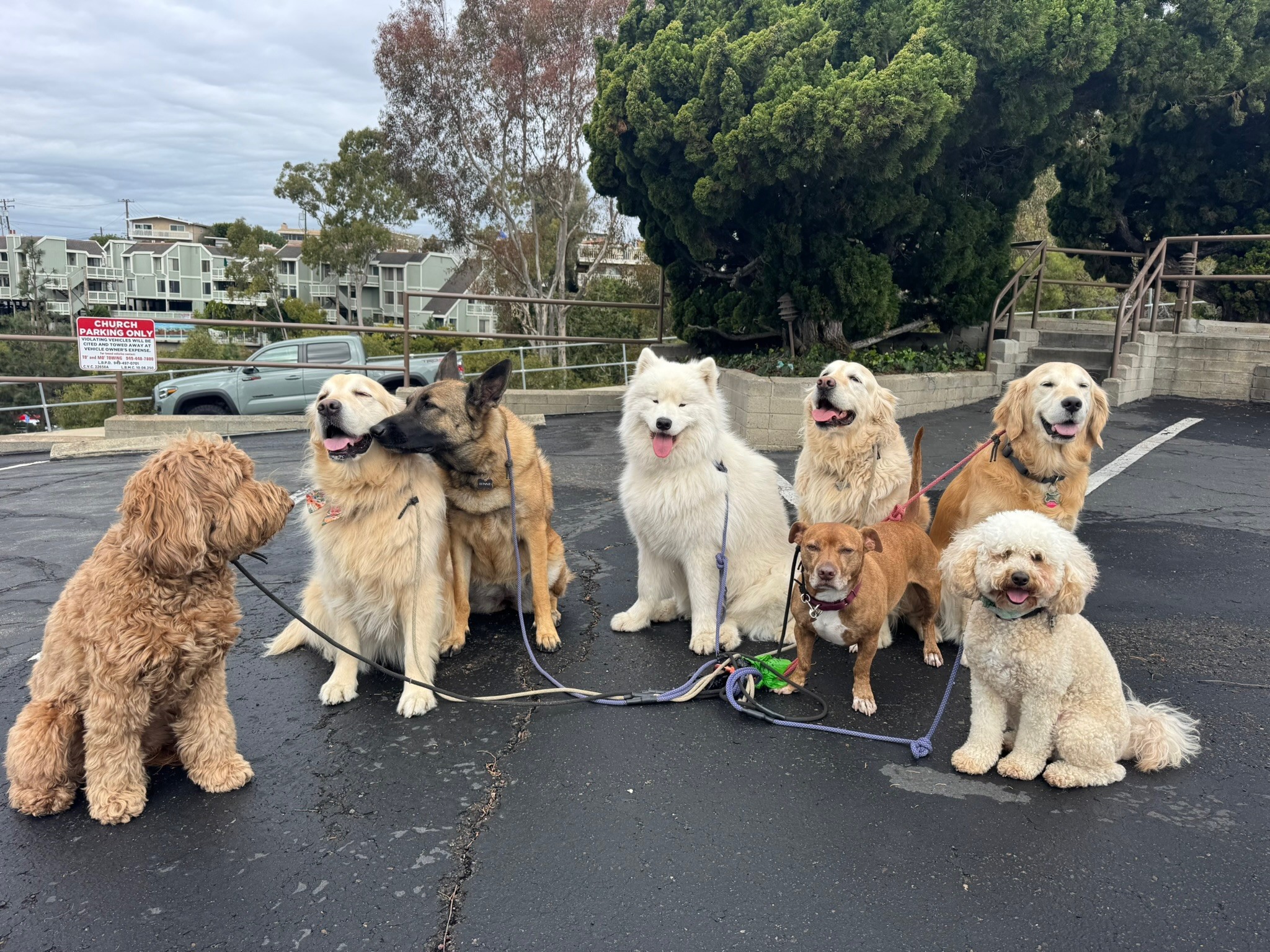Nine dogs of various sizes and colors sit together on asphalt during dog walking in Ladera Ranch, Orange County