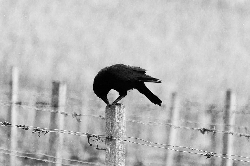 black white photo showing a black bird sitting on a farm fence.