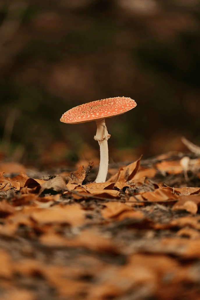 A vibrant red and white mushroom with a slender stalk stands amidst a forest floor blanketed with dry, brown leaves, capturing the essence of autumn in a woodland setting.