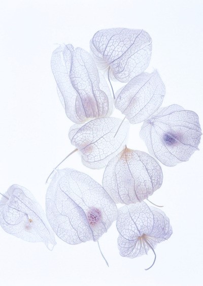 The bistphere concept image