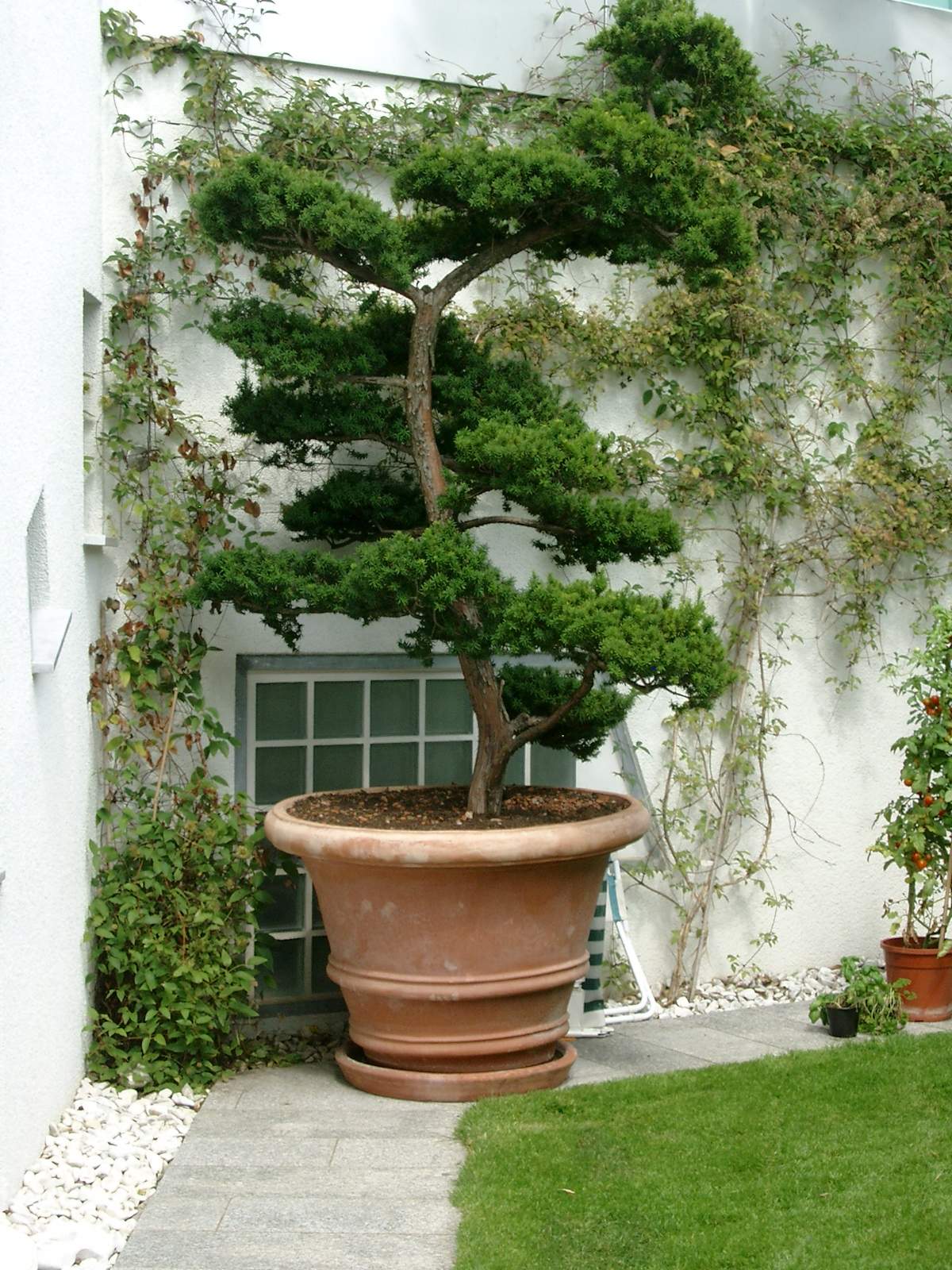 Große Topfpflanze mit Bonsai-Thuja bei Marohn & Binder im Gartenbau und Landschaftsbau. , Marohn & Binder Gartenbau